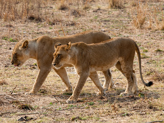 Africa Lions