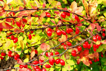 Berberis thunbergii (Latin Berberis thunbergii Coronita)