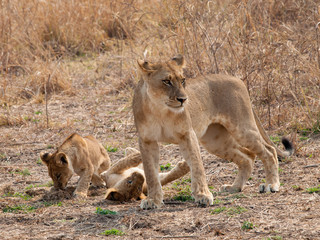 Fototapeta na wymiar Africa Lions