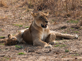 Obraz na płótnie Canvas Africa Lions