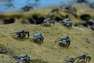 Crabs on a rocky shore