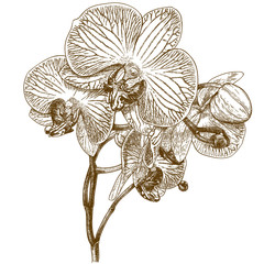 engraving  illustration of orchid