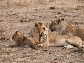 Africa Lions
