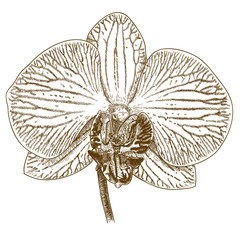 engraving illustration of phalaenopsis