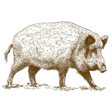engraving  illustration of wild boar