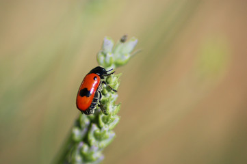 Obraz premium Le miniature zoomé