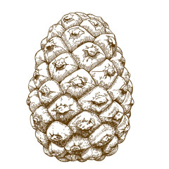 engraving illustration of cedar cones
