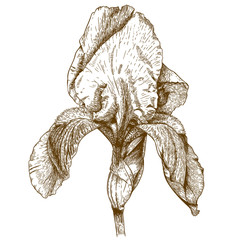 engraving illustration of iris