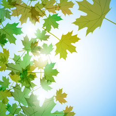Illustration autumn motif. Maple leaves. Vector background
