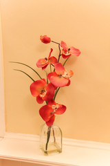 beautiful orange orchid in clear glass vase on a shelf
