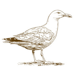 Naklejka premium engraving illustration of gull