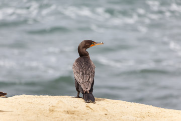 Double-crested Cormorant