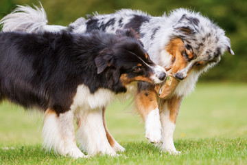 two dogs fighting for a food bag