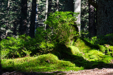 Fototapete bei efototapeten.de bestellen   