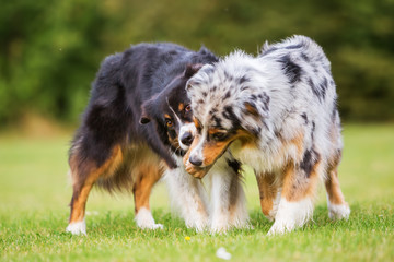 two dogs fighting for a food bag