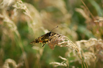 Papillon