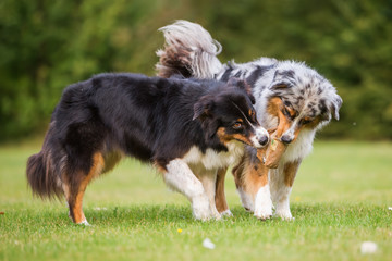 two dogs fighting for a food bag