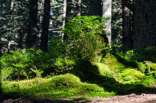 Fototapeta The trail in the forest among green fresh plants