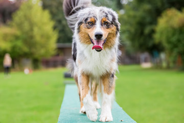 dog walks on a plank of an agility parcours