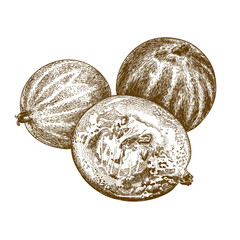 engraving illustration of gooseberry