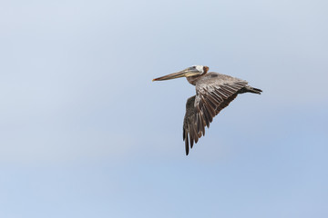Brown pelican