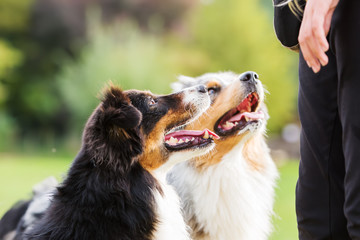 two dogs waiting for a treat