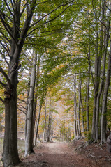 Fototapeta premium Paisaje del bosque de Santa Fe del Montseny, Fogàs de Monclús