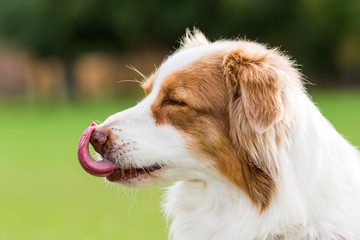 portrait of an Australian Shepherd dog