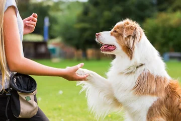 Photo sur Plexiglas Chien chien donne la patte à une fille