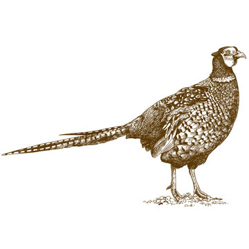 engraving illustration of pheasant