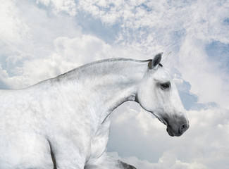 White Horse portrait run on sky background - 122086833