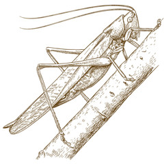 engraving illustration of grasshopper