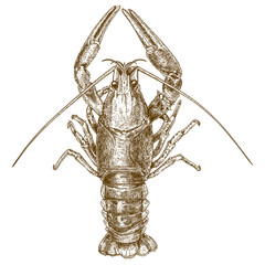 Engraving woodcut illustration of crayfish