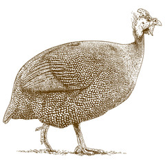 engraving illustration of guineafowl - 122086892