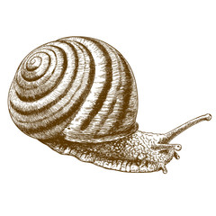 engraving illustration of striped snail