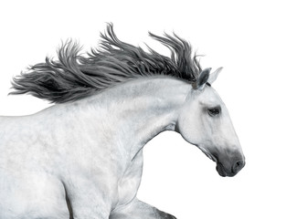 Obraz na płótnie Canvas Portrait of the gray horse isolated on white background