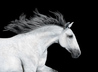 Portrait of the gray horse isolated on black background