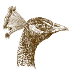 engraving antique illustration of peacock head