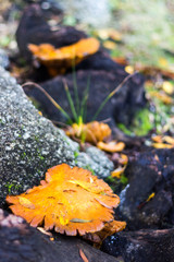 Orange mushrooms growing on a tree (El Escorial, Spain)