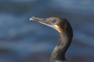 Brandt's Cormorants