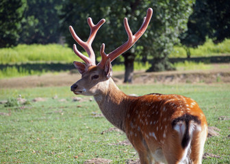 Beautiful young dappled deer on a green meadow