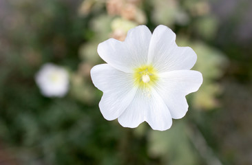 white flower in nature