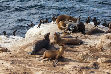 California Sea Lions