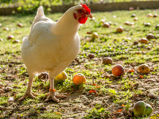 Huhn frisst Äpfel
