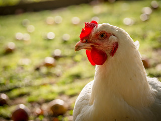 Huhn