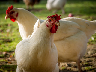 Freilaufende Hühner