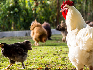 Freilaufende Hühner