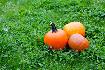 pumpkins on grass
