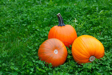 pumpkins on grass