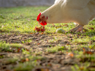 Huhn frisst Äpfel